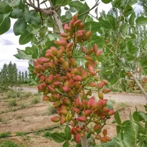 تولید نهال پسته هیبریدی 