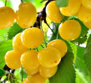 انواع نهال گیلاس زرد ارومیه 