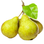 شرایط نگهداری نهال گلابی جنگلی