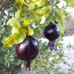 فروش آنلاین نهال پوست سیاه