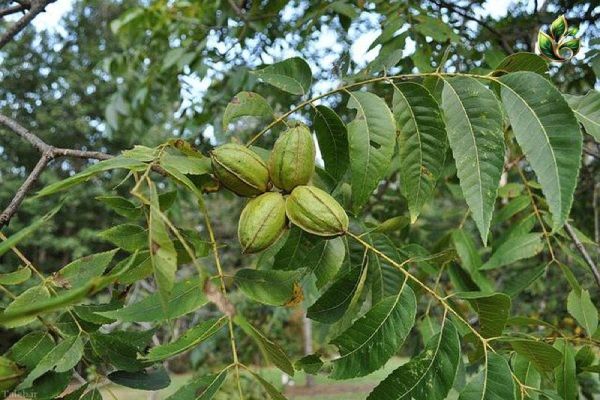 خرید نهال گردو پکان
