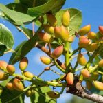 نهال پسته احمد آقایی