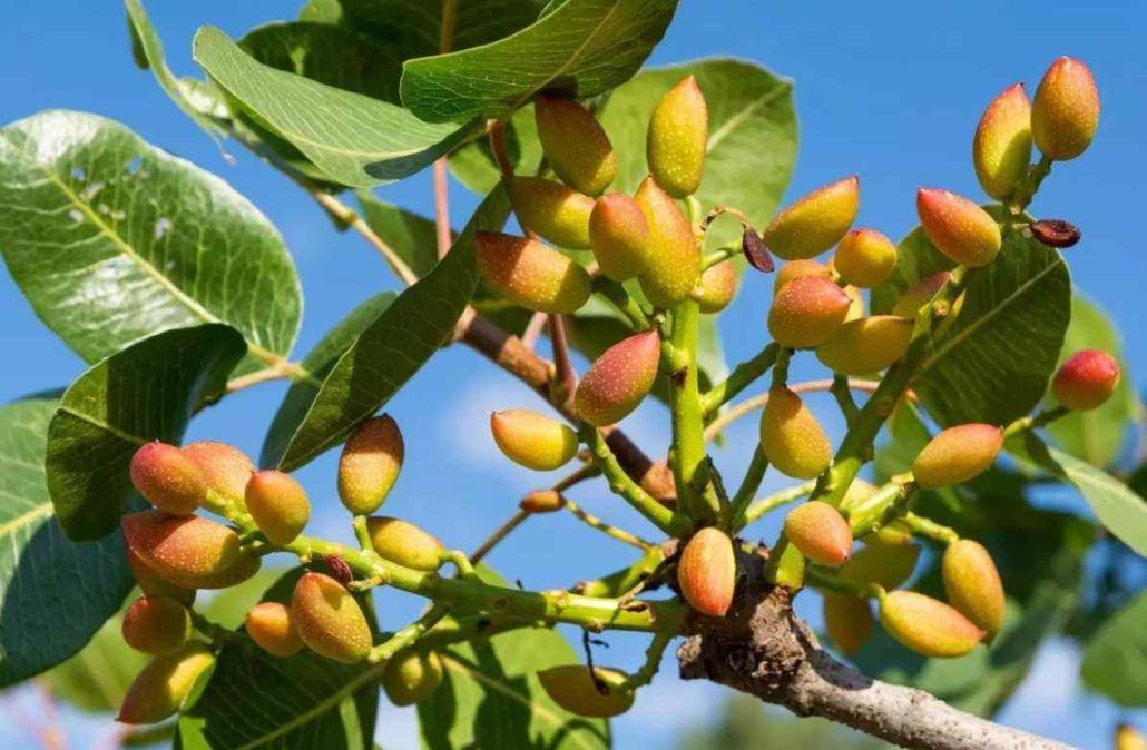 jpeg-optimizer_پس4_11zon-1-111-1030x674-1 نهال پسته احمد آقایی