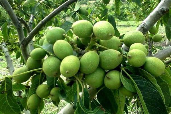 نهال گردو ژنوتیپ