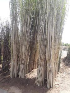 تولید نهال صنوبر تبریزی 