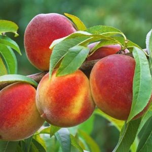 خرید نهال از سنندج