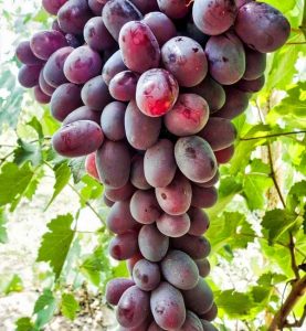 تولید نهال انگور قزل ازوم