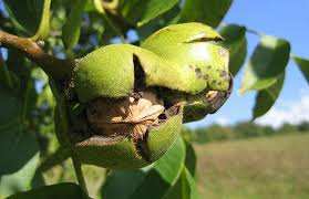 نهال گردو هارتلی 