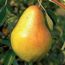 نگه داری از نهال گلابی اسپادانا
