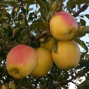 نگه داری از نهال سیب گالا