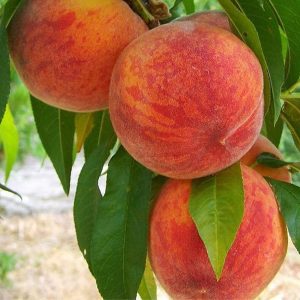 نگه داری از نهال هلو پاییزه
