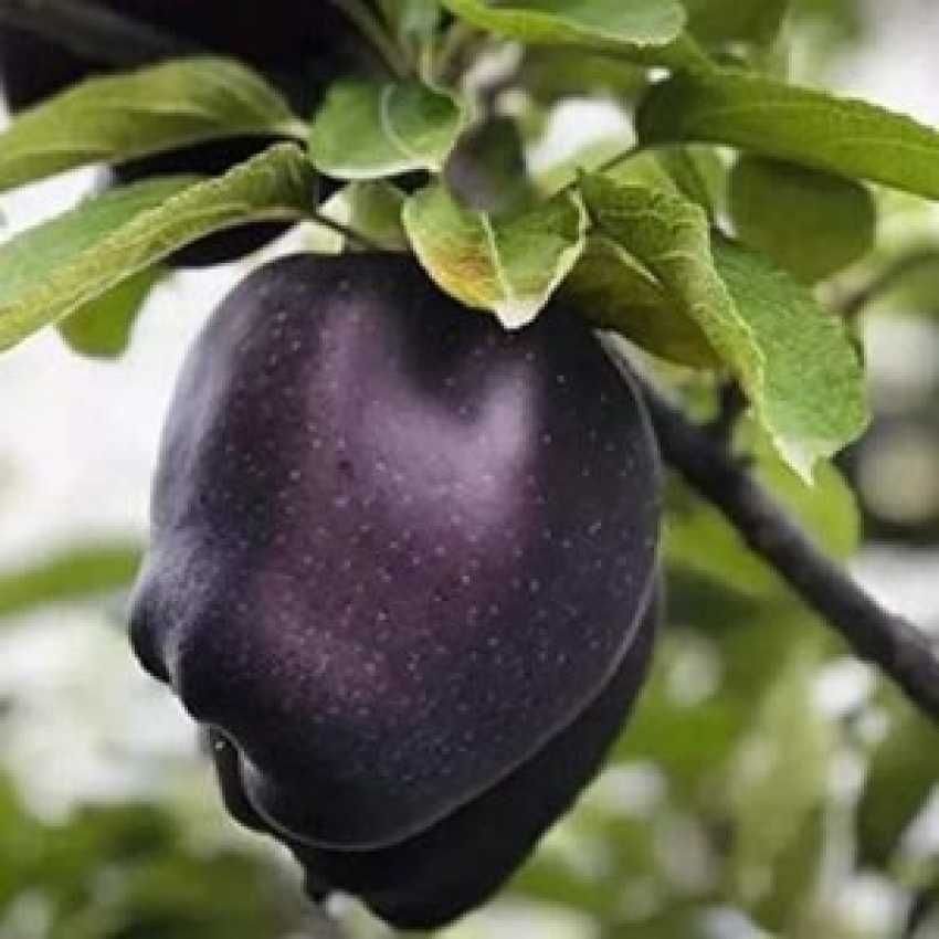 کشت نهال سیب جرومین