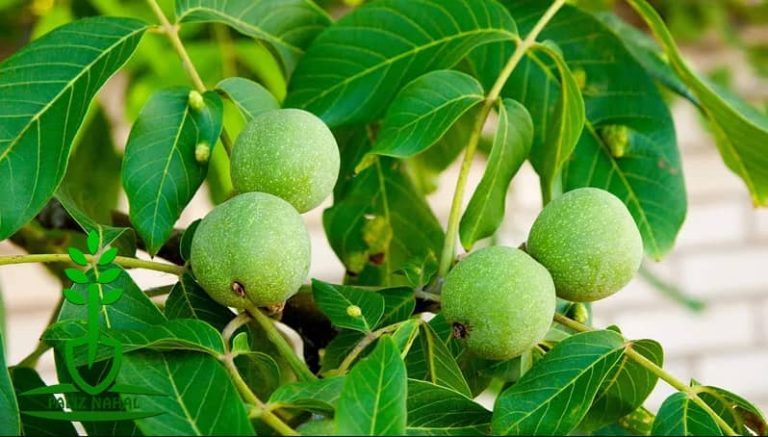 نهال گردو کانادایی