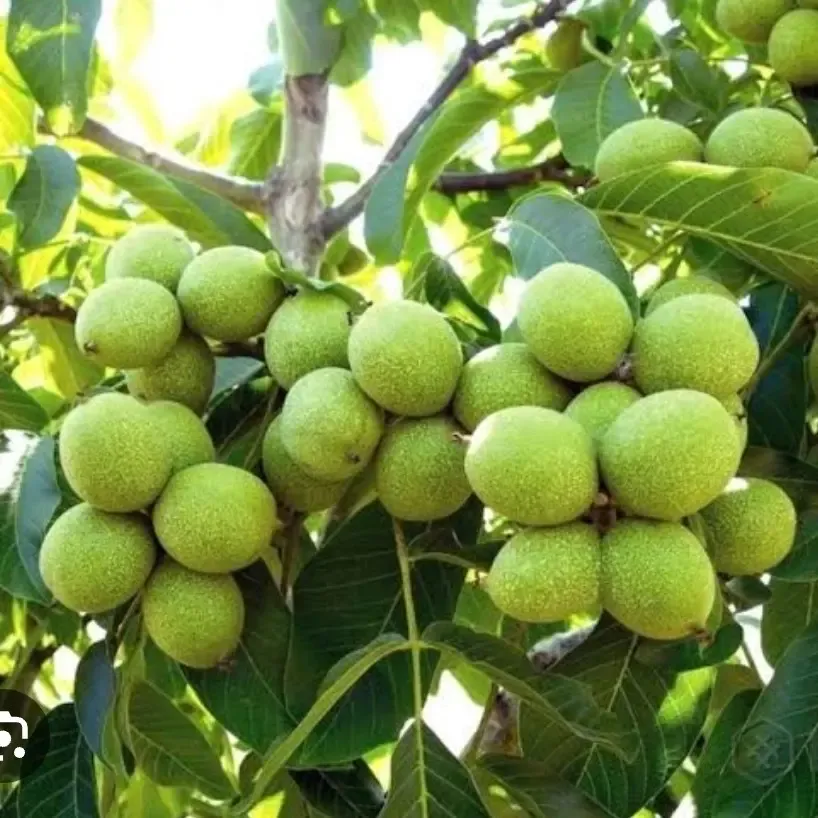 نهال گردو چندلر 