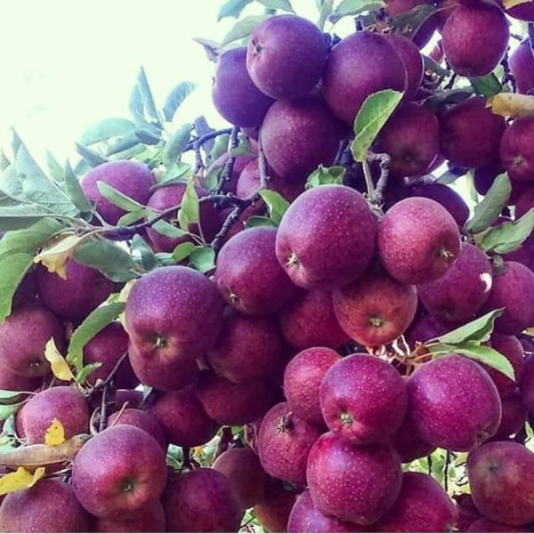 خرید نهال سیب پاکوتاه