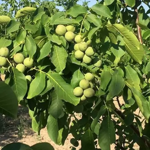خرید نهال گردو چندلر
