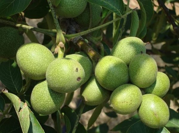 نهال گردو کانادایی