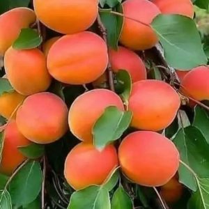 خرید نهال زرآلو عسگرآبادی