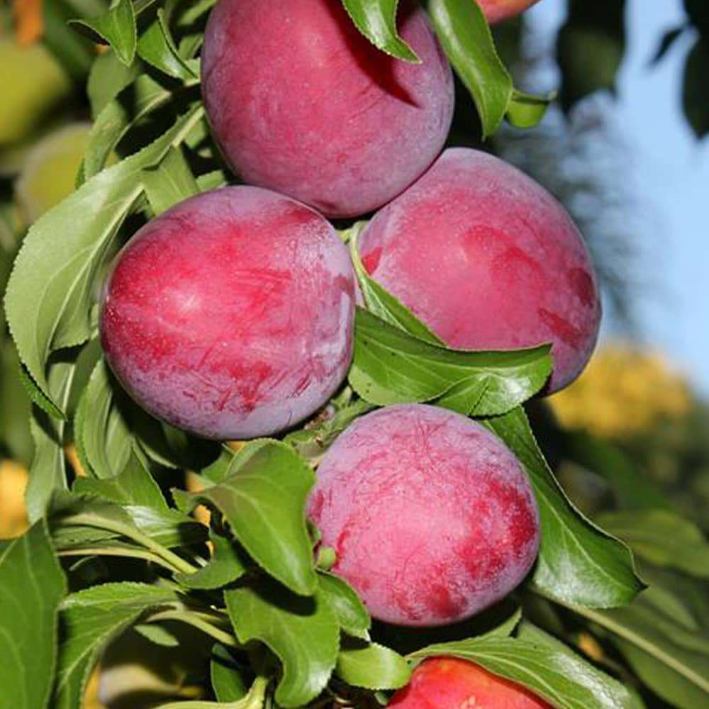 خرید نهال آلو سانتریزه