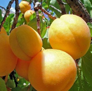 تولید نهال زردآلو شکرپاره