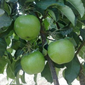 نگه داری از نهال سیب سبز فرانسه
