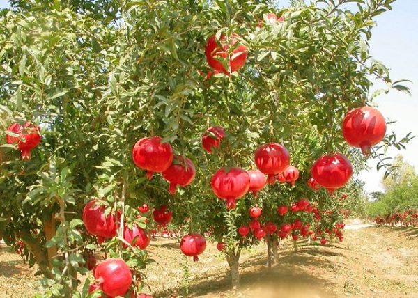 نهال انار ساوه،