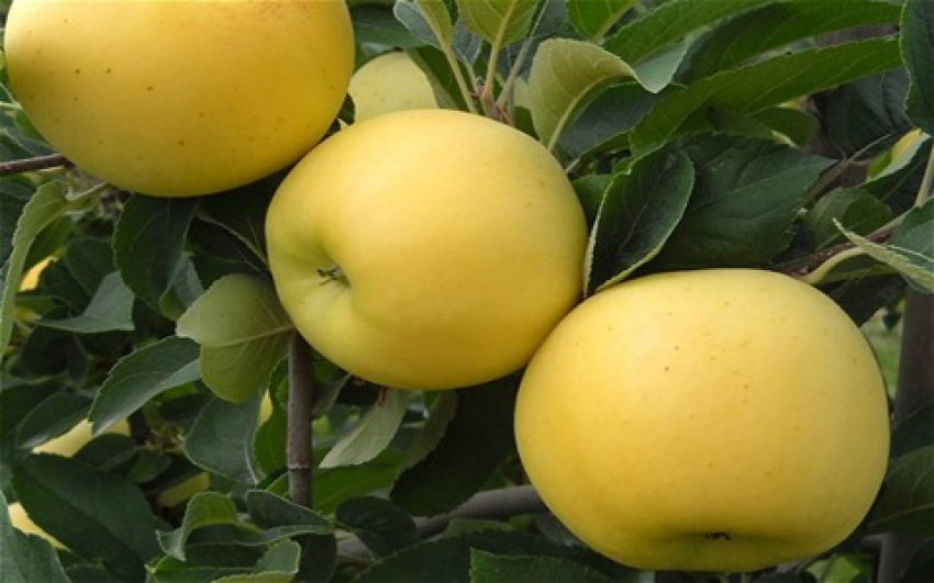 کاشت نهال سیب لبنان سفید