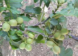 خرید نهال گردو فرانکت