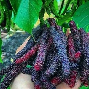 خرید نهال توت موزی