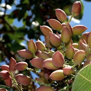 خرید نهال پسته هیبریدی