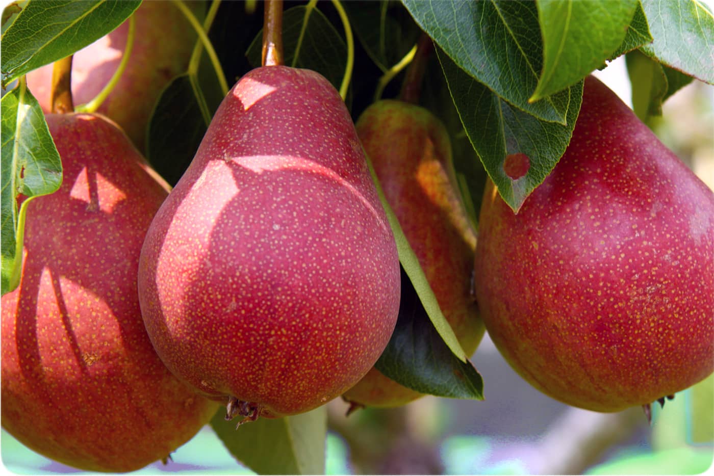 نهال گلابی ردآنجو