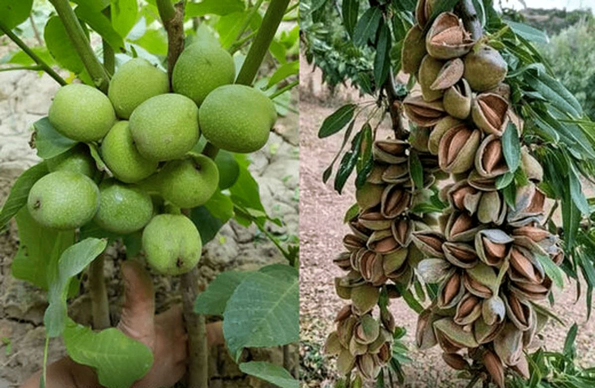 خرید نهال از سقز