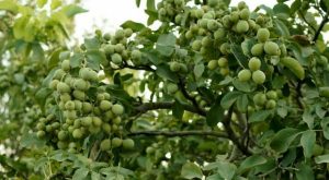 خرید نهال از اصفهان
