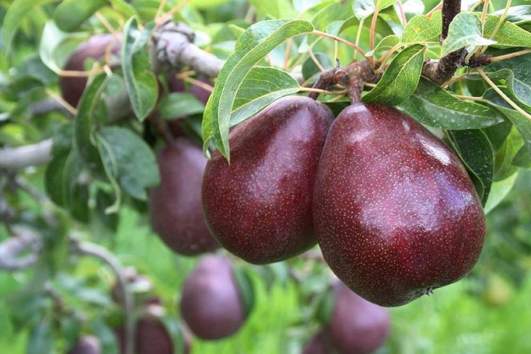 خرید نهال از محمدیه قزوین