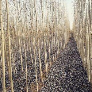 خرید نهال صنوبر تبریزی
