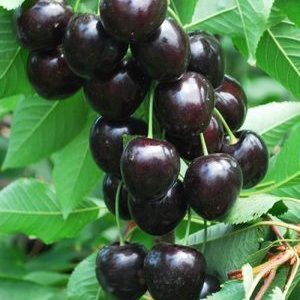 فروش نهال گیلاس سیاه مشهد