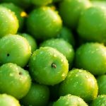 فروش نهال گوجه سبز مراغه