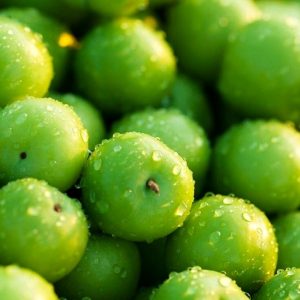 فروش نهال گوجه سبز مراغه