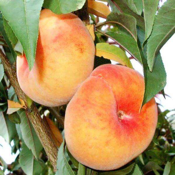 jpeg-optimizer_عسلی نهال هلو انجیری عسلی