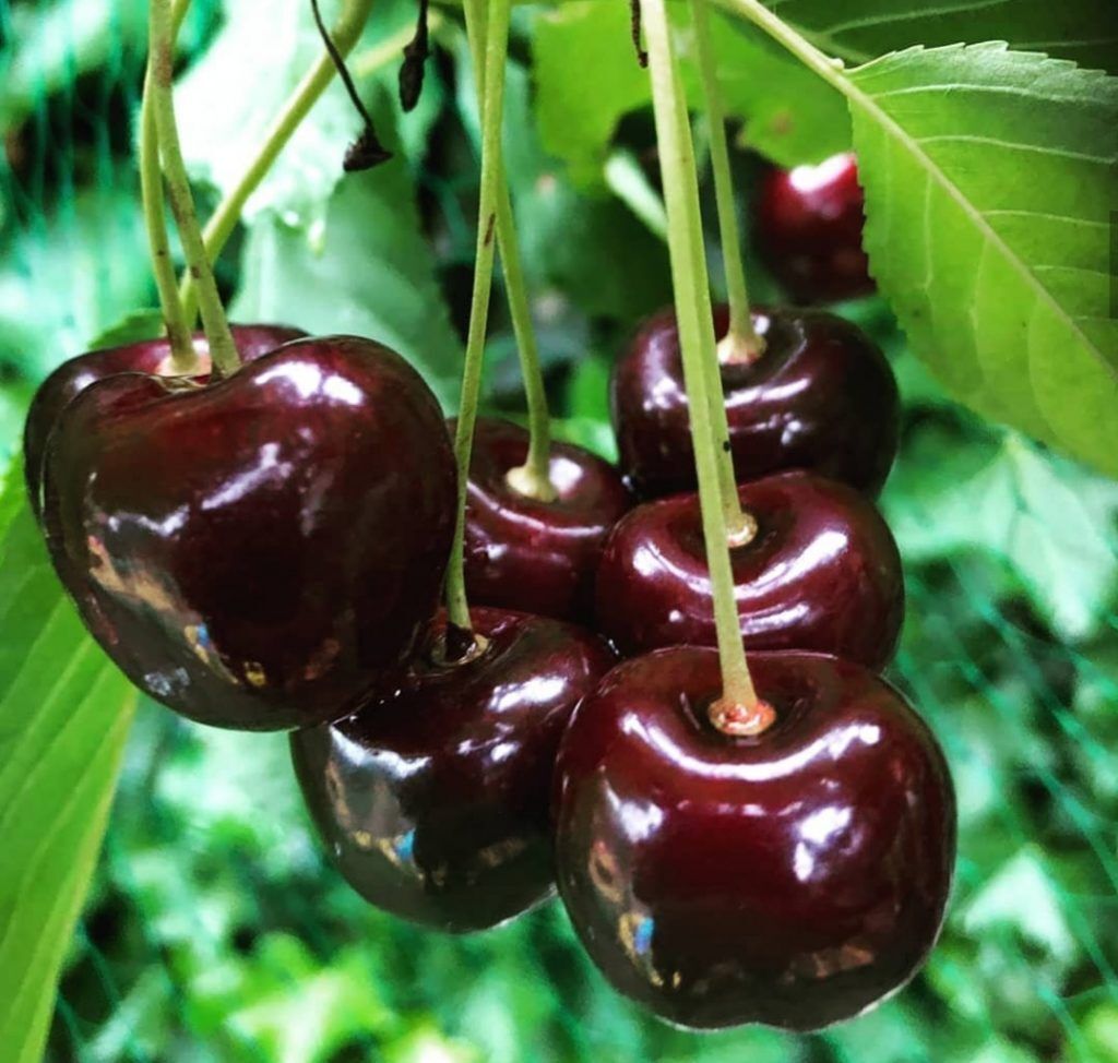 نهال گیلاس سیاه گوشتی