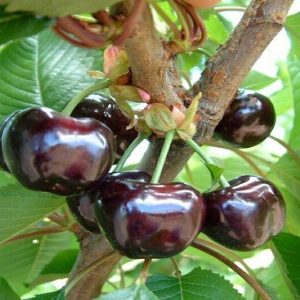 نهال گیلاس سیاه گوشتی