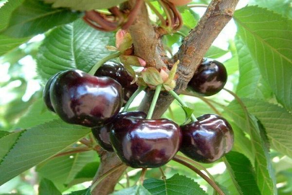 نهال گیلاس سیاه گوشتی