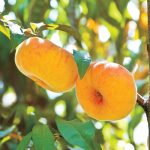 نهال هلو انجیری عسلی