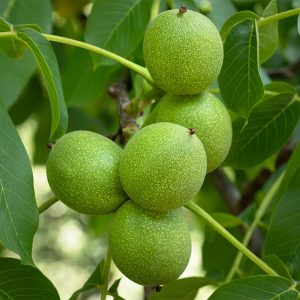 نهال گردو اسرائیلی