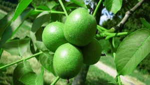 نهال گردو اسرائیلی