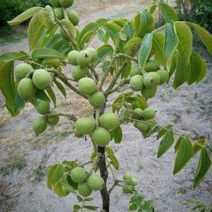 قیمیت نهال گردو فرنور