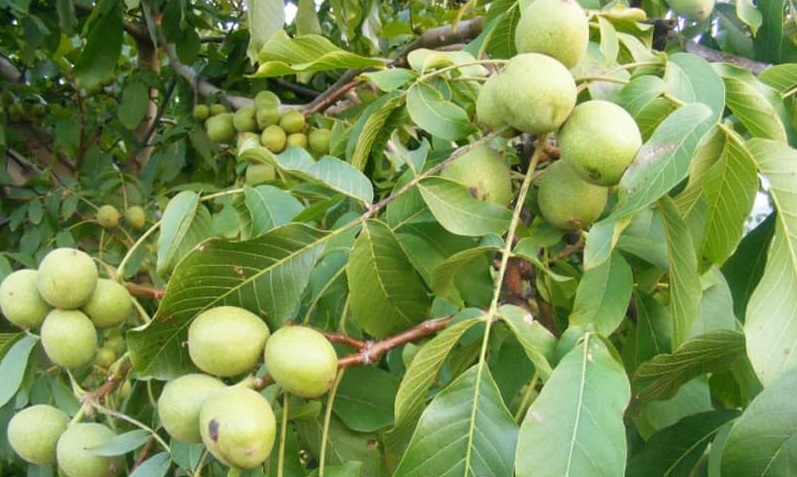نهال گردو فرنور