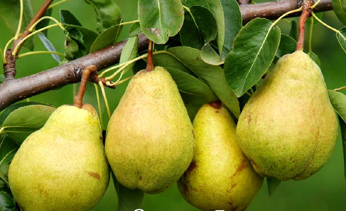 نهال گلابی درگزی