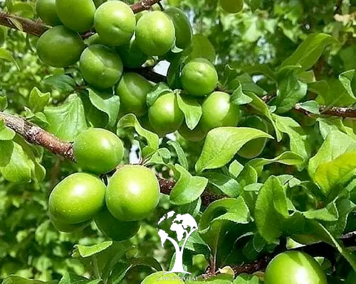 قیمت نهال گوجه سبز مراغه