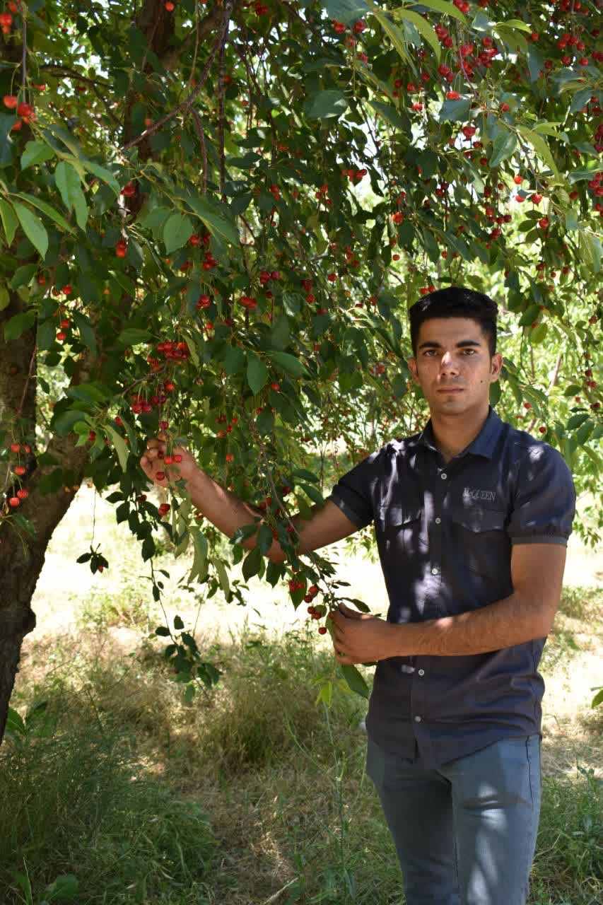 نهال آلبالو مجارستانی